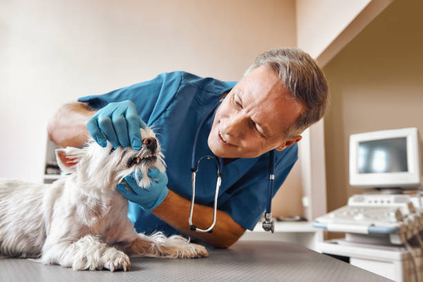 Best Pediatric Emergency Dentist in Benson, UT